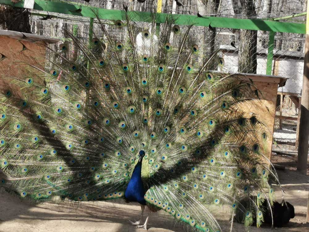 Фото Серебряный век