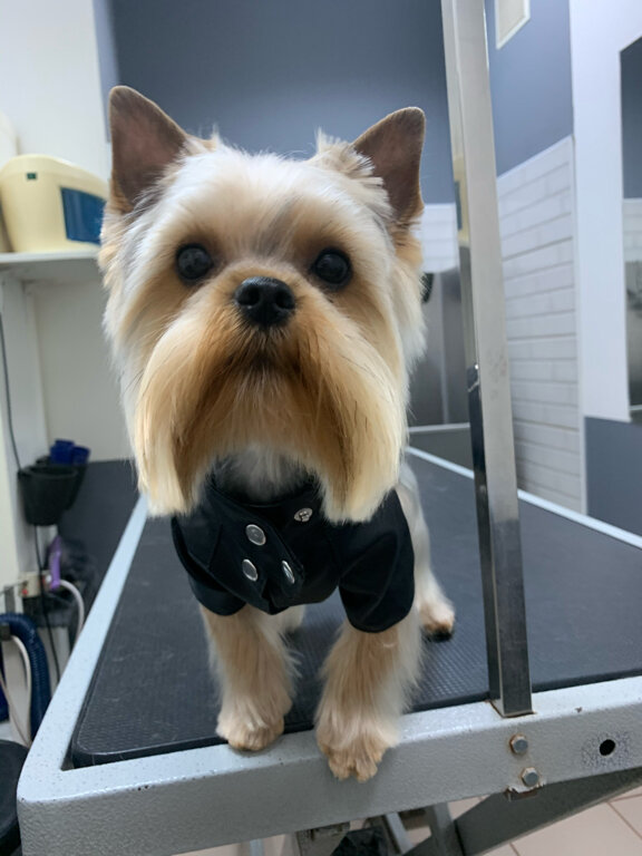 Pet salon Pet SPA Sea, Sevastopol, photo