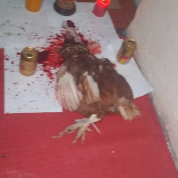 Magic and esoterics Maestro Awua, Bogota, photo