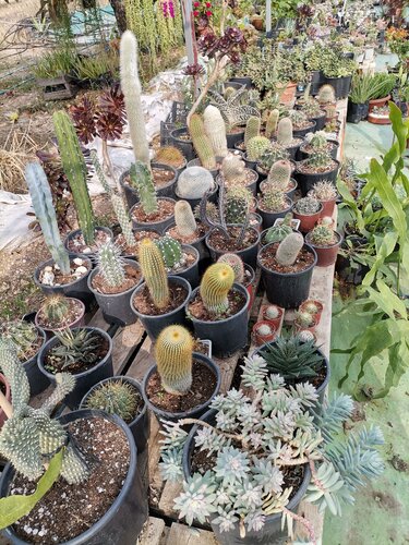 Cactus Greenhouse, garden center, zmir, Foa, Yeniky Mah., Yeniky Ky  Kme Evler  Yandex Maps