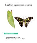 SpbFly (Krylenko Street, 45к3), venta de mariposas vivas