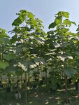 Paulownia (Tsvetochnaya ulitsa, 34), garden center