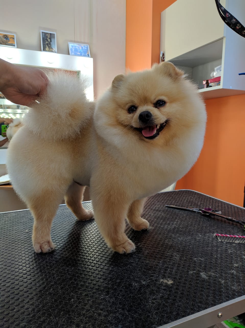 Happy pets, ветеринарная клиника в Санкт-Петербурге - отзыв и оценка - Candy