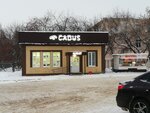Cadus (posyolok gorodskogo tipa Achit, ulitsa Lenina, 2А) ، محل بقالة