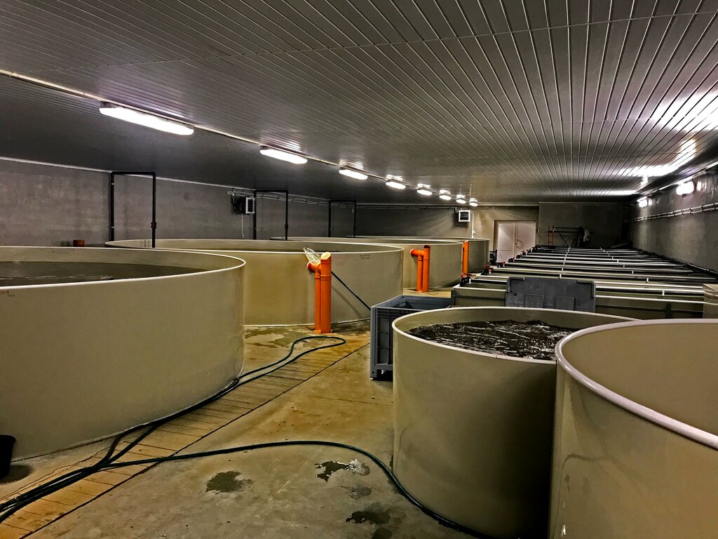 Проект на строительство акваферма для осетрина Проект на строительство акваферма для осетрина