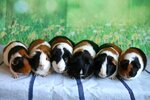 Guinea pig nursery Bon-Bon (Zelenograd, к1471), animal nursery