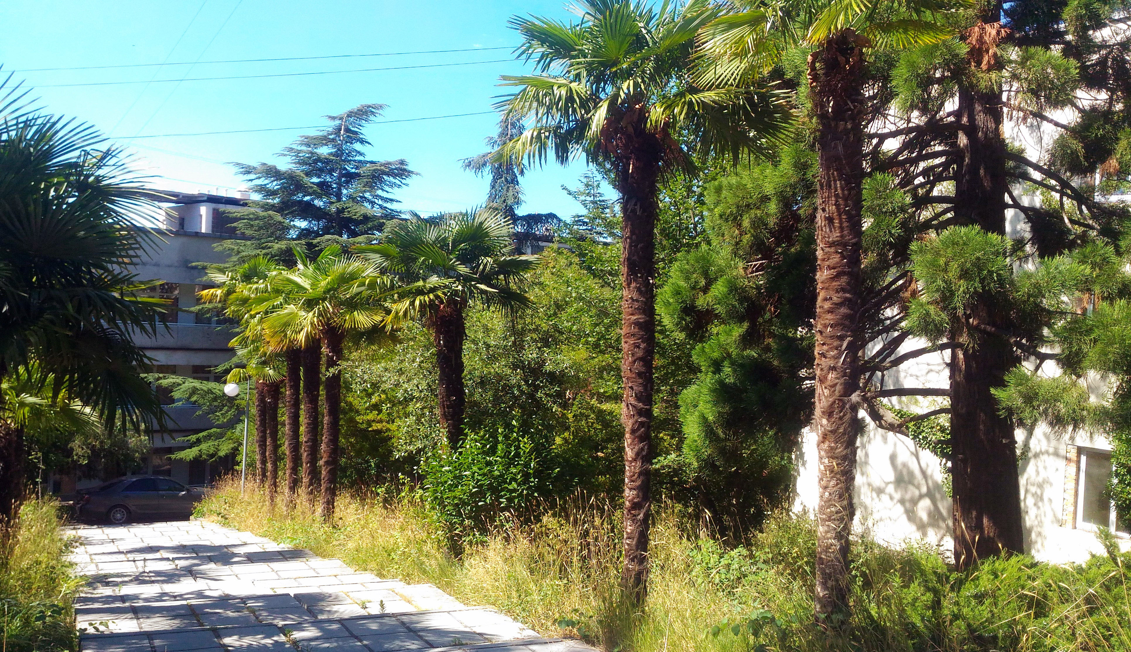 Фото Адмирал Ялта