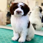 Richi (Vernadskogo Avenue, 42к1), pet salon