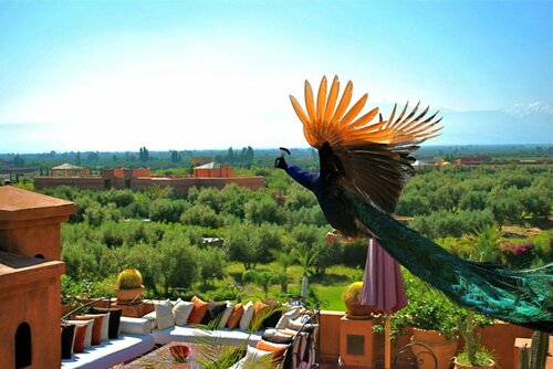 Гостиница Riad Al Mendili Private Resort & SPA