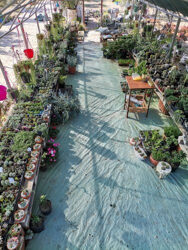 Cactus Greenhouse, garden center, zmir, Foa, Yeniky Mah., Yeniky Ky  Kme Evler  Yandex Maps