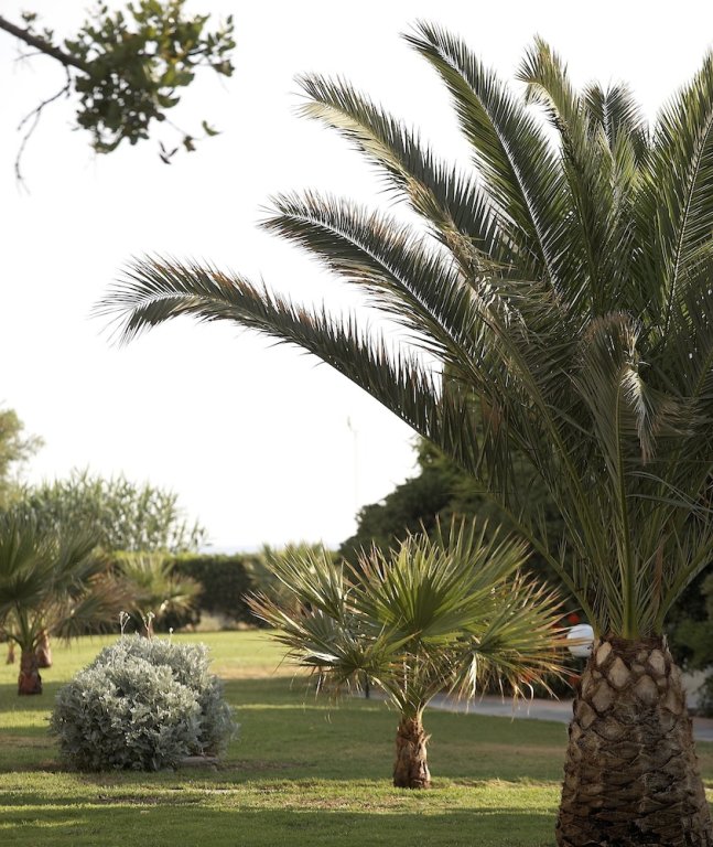 Фото Agapi Beach Resort