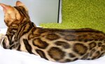 Elva - Cattery of Bengal cats (Rossoshanskaya Street No:3к2, Moscow), evcil hayvan yetiştiricileri  Moskova'dan