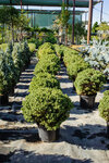 FloraGreen (khutor Burkovskiy, Frunzenskaya ulitsa, 5), garden center
