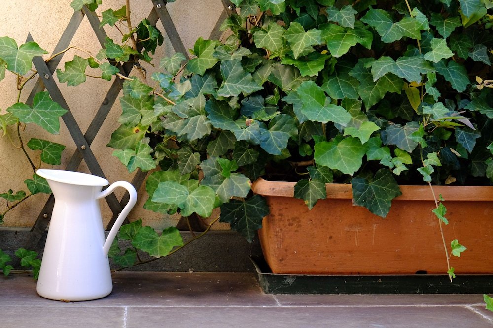 Фото Petronilla - Hotel in Bergamo