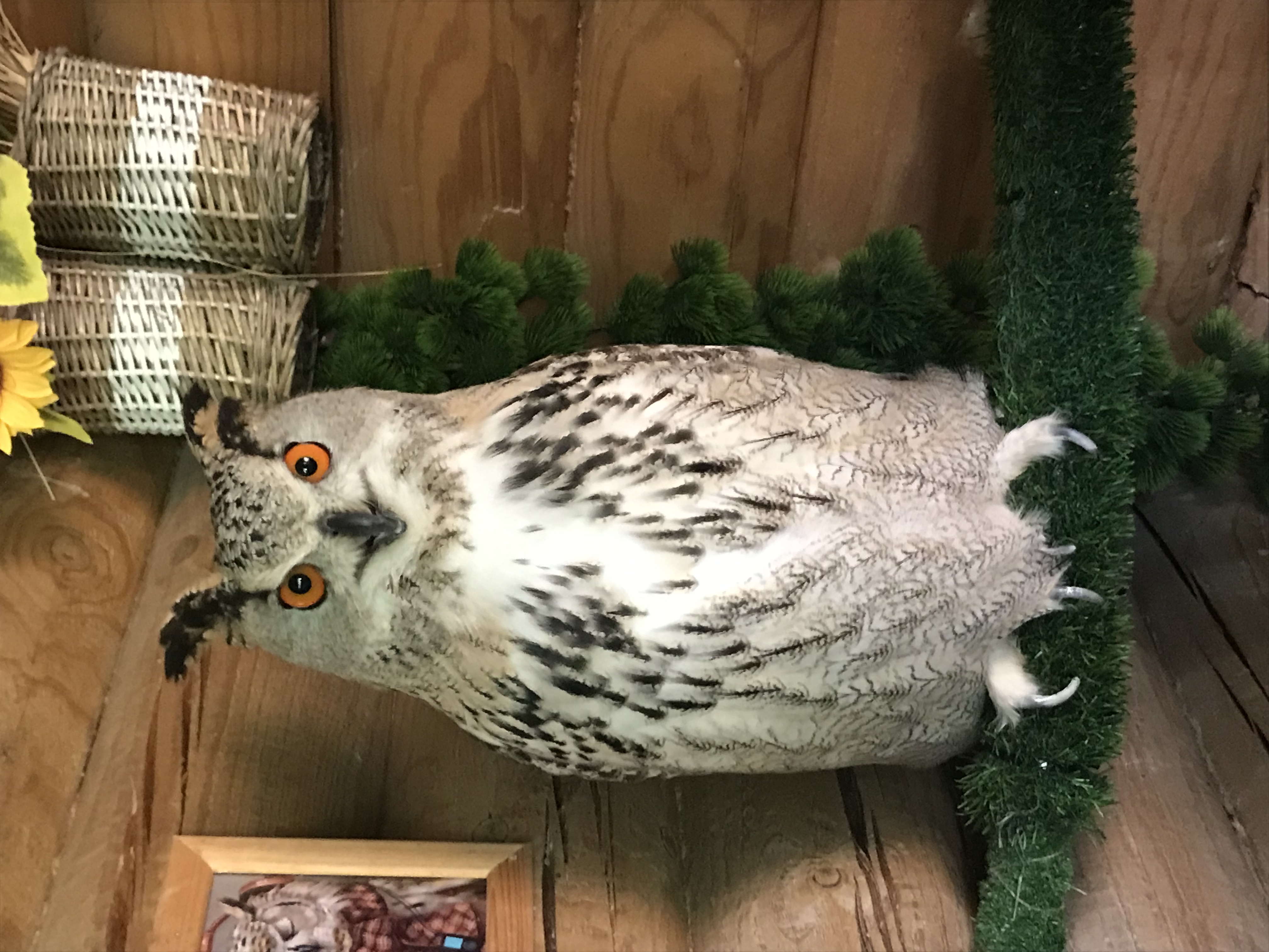 Фото Северный склон