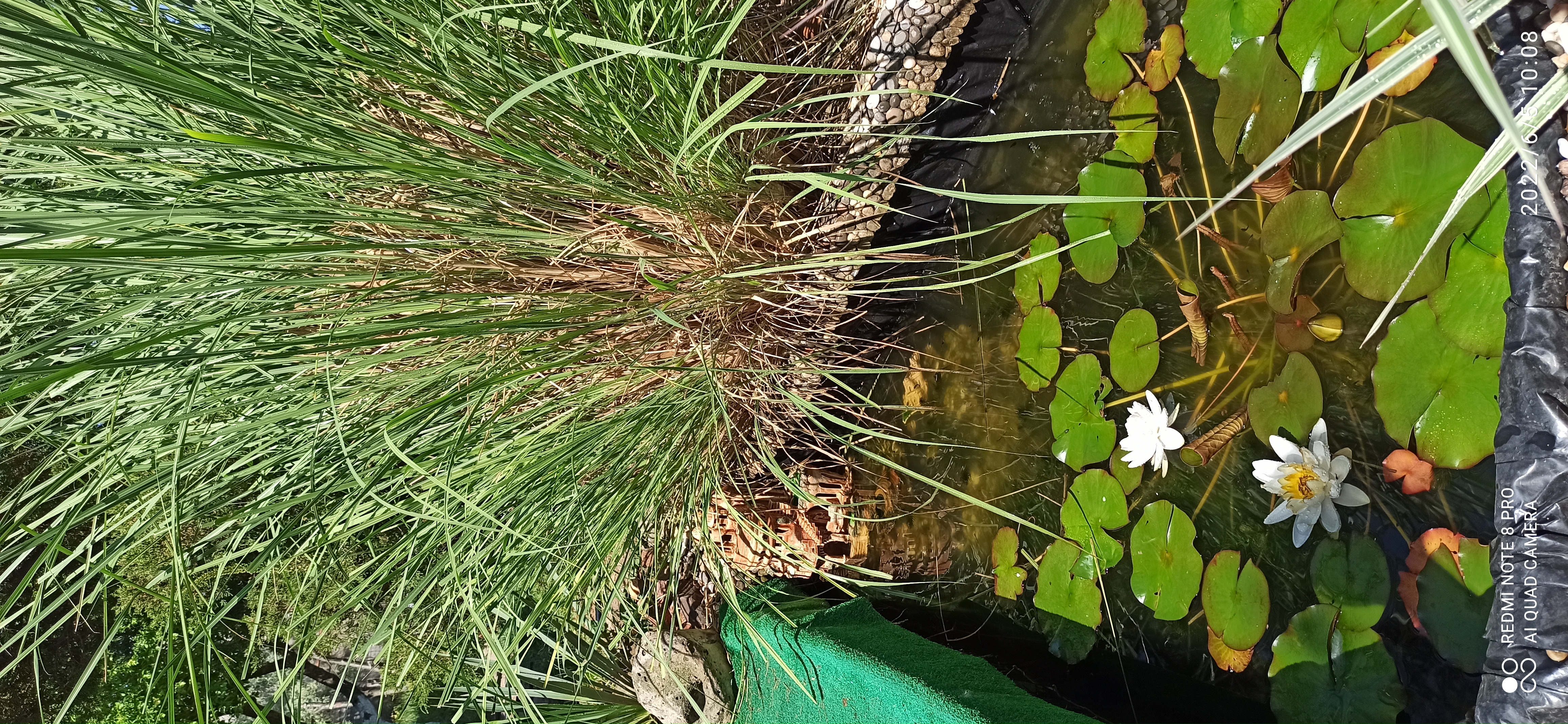 Фото Цветок папоротника