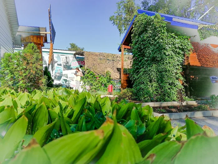 Фото Лазурное Яровое