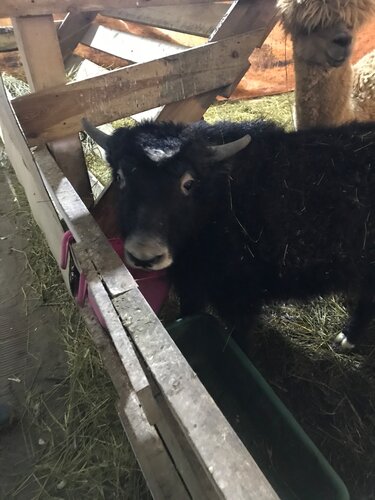 Отдых на ферме Мурманская страусиная ферма в Кильдинстрое