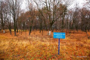 Дендроучасток (Пензенская область, 58Н-248), природа в Пензенской области