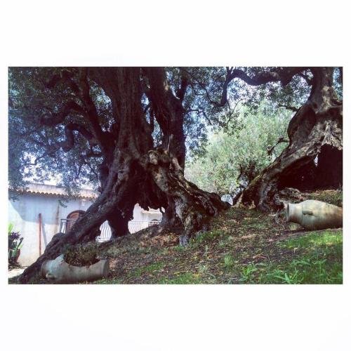 Фото Il Paradiso di Hyele