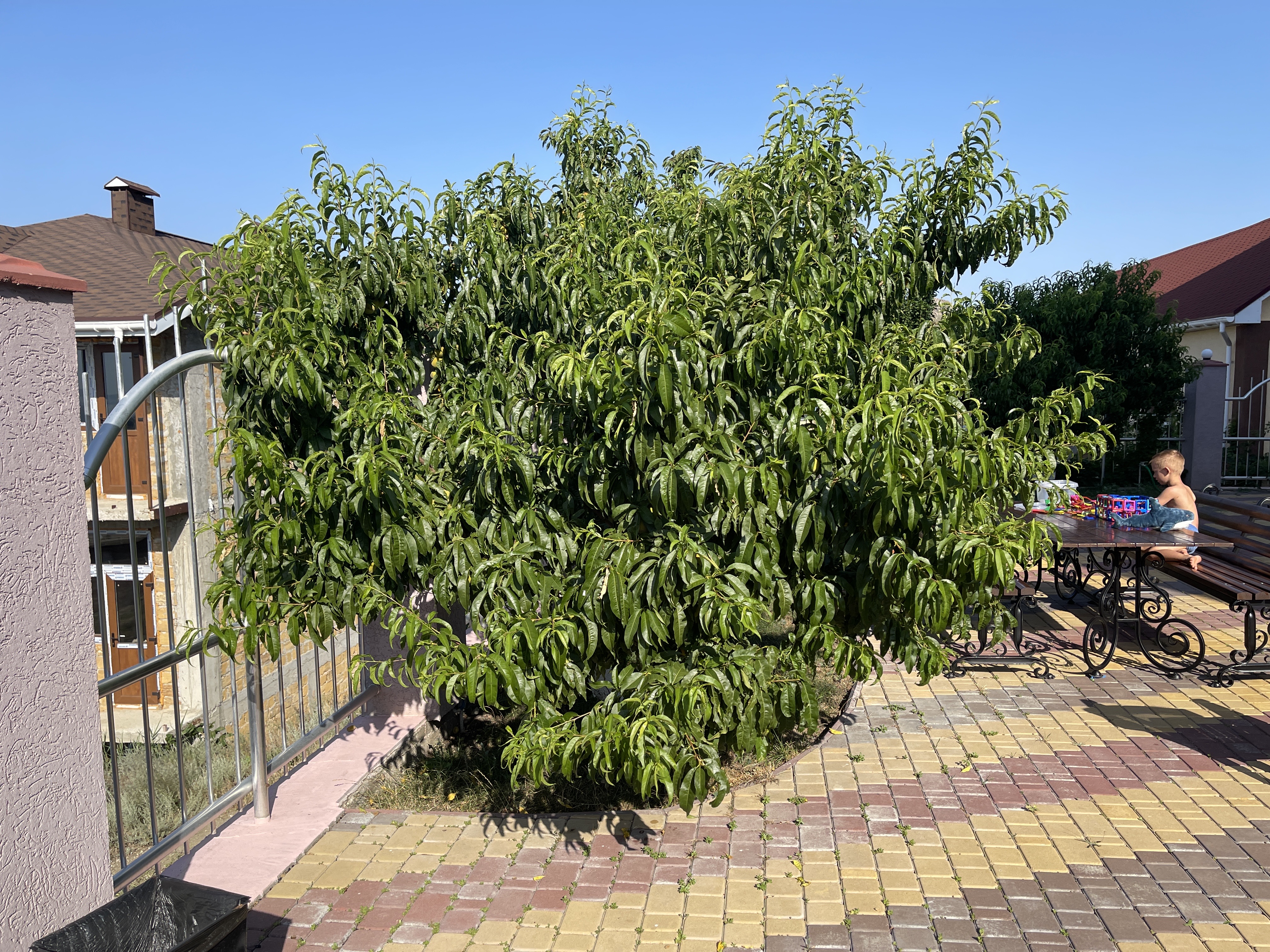 Фото Курортебель