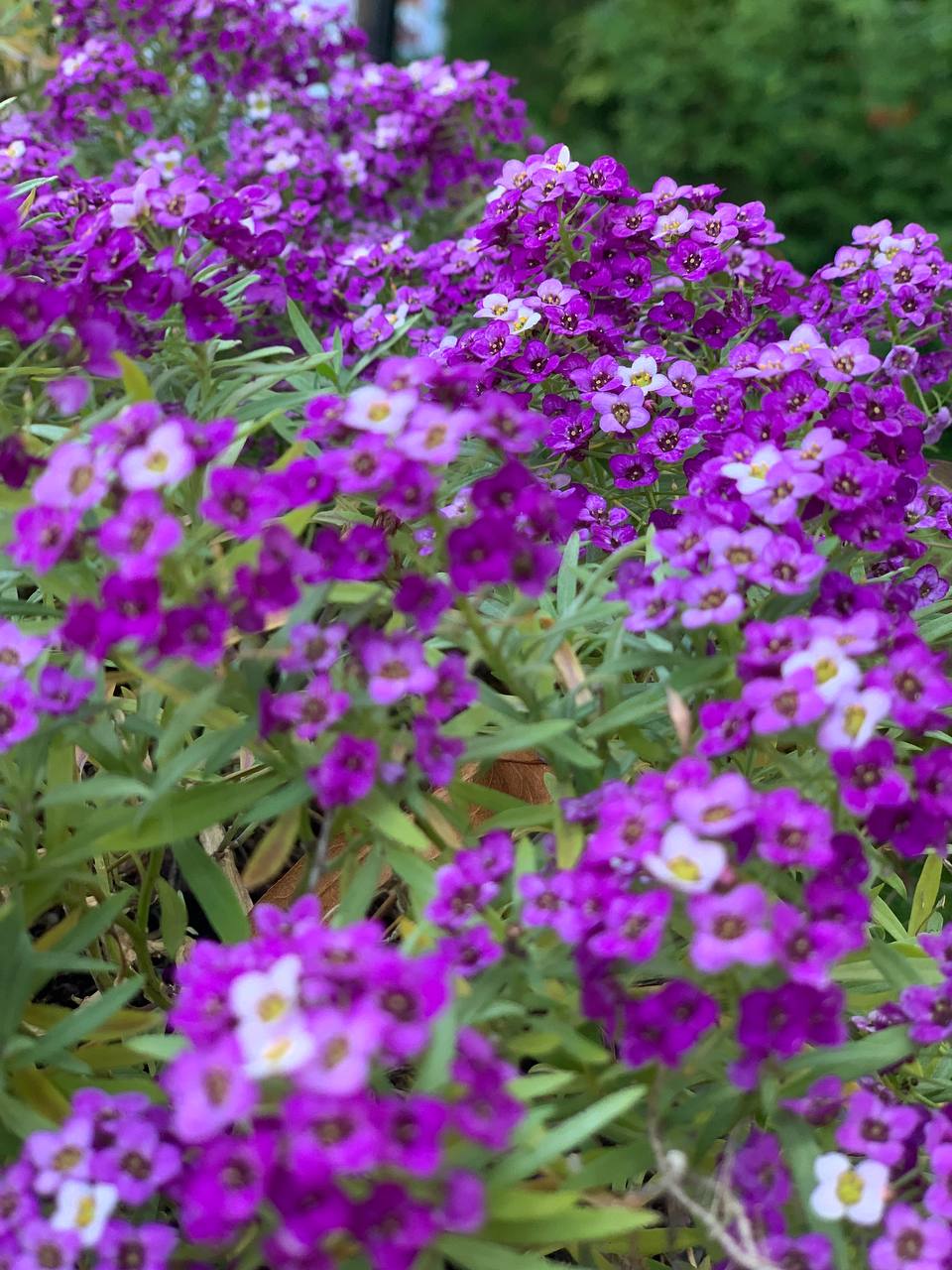 Фото Мадам Эль