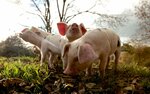 Parasya-Piglet farming (Magiliowskaja vulica, 1А), agricultural enterprise