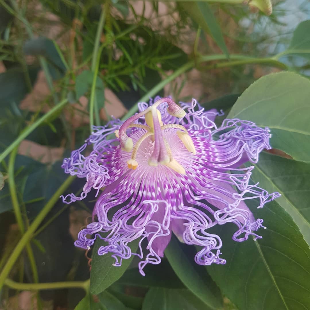 Фото Милана