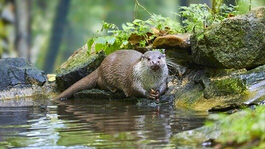 Amusement park Aktion Fischotterschutz e. V Otter-zentrum, Lower Saxony, photo