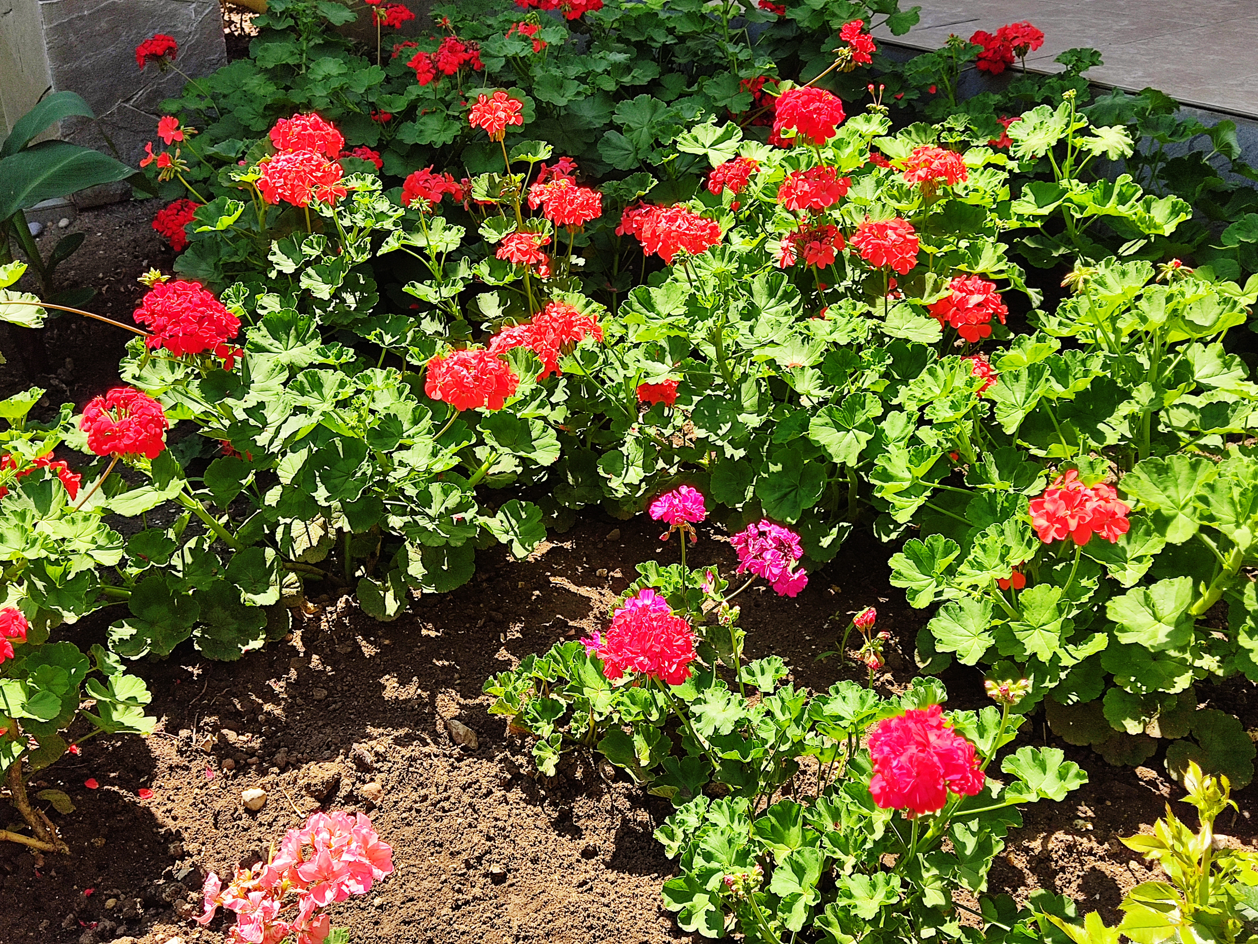 Фото Андромеда