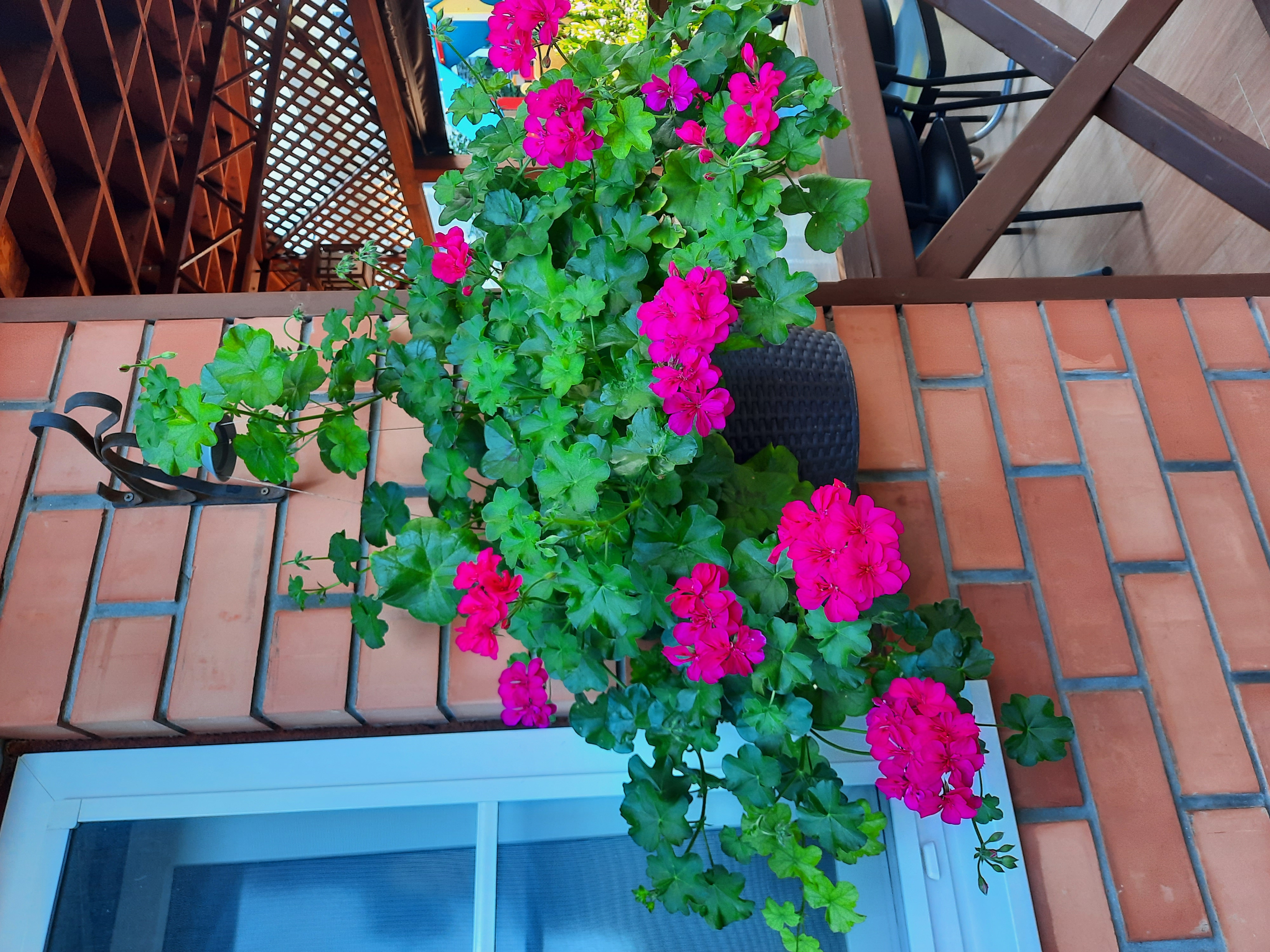 Фото Гелиос