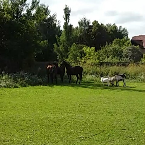 Фото Dream Village