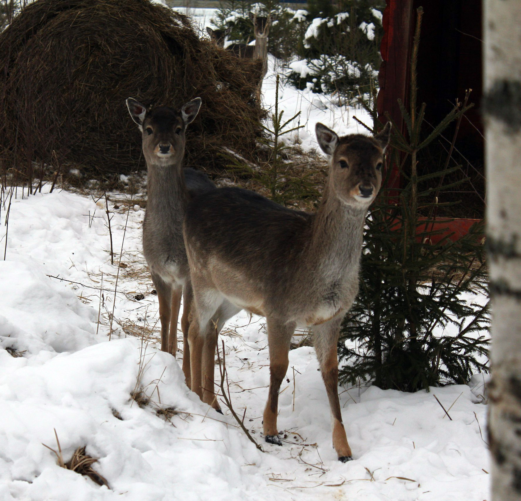 Фото Экоферма Александровский спас