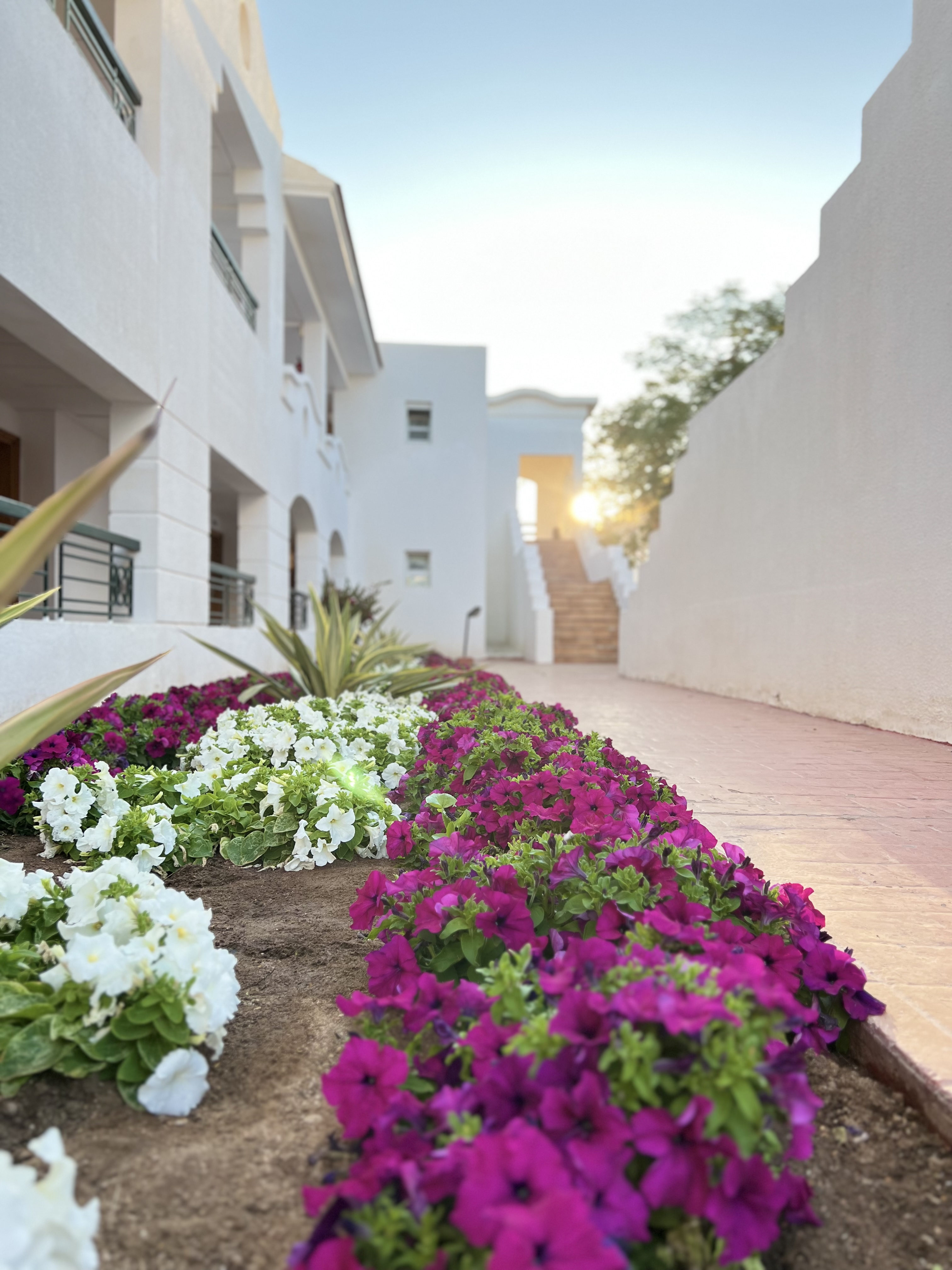 Фото Jaz Sharm Dreams