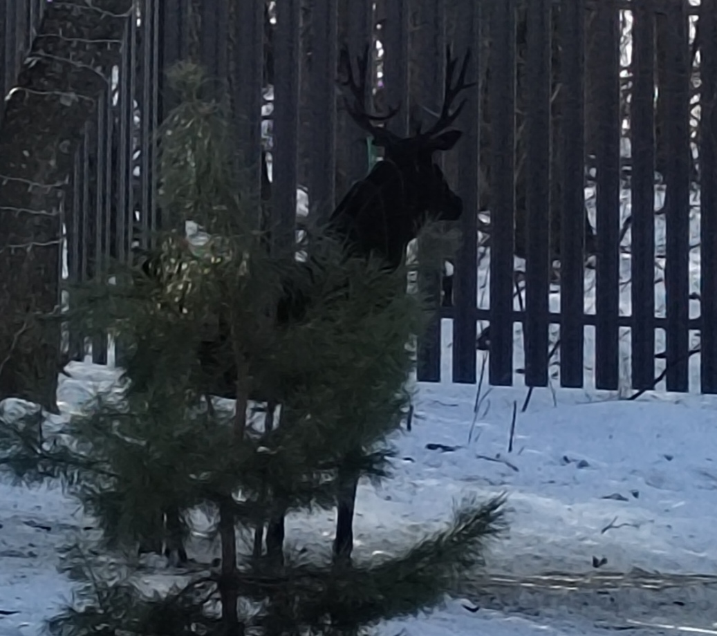 Фото В Лес Афрейм