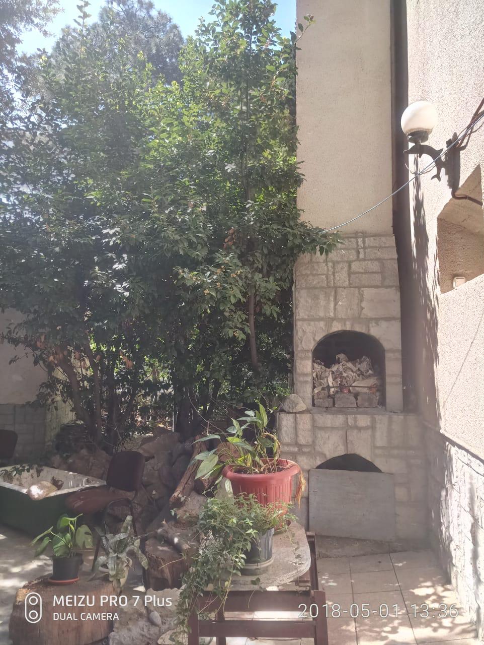 Фото Сосна и Пальмы