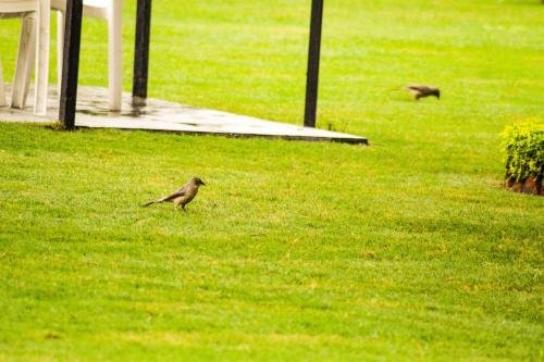 Фото Shree Vilas Orchid-By Lake Pichhola, Udaipur