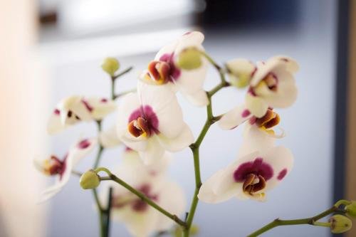 Фото Nordsee-Hotel Hinrichsen