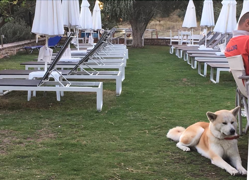 Фото Plataria Seaside Resort