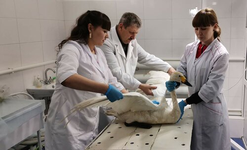 Ветеринарная клиника ГБУ Борзинская станция по борьбе с болезнями животных, Борзя, фото