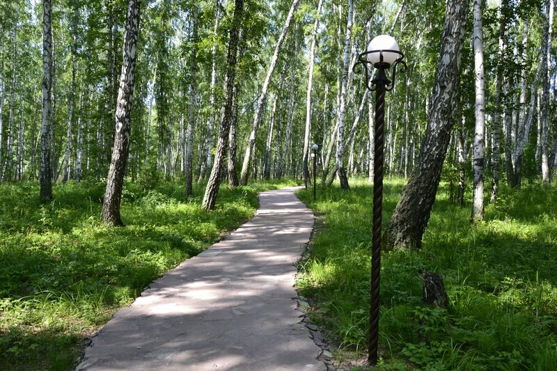 Берёзовая роща — фото 33