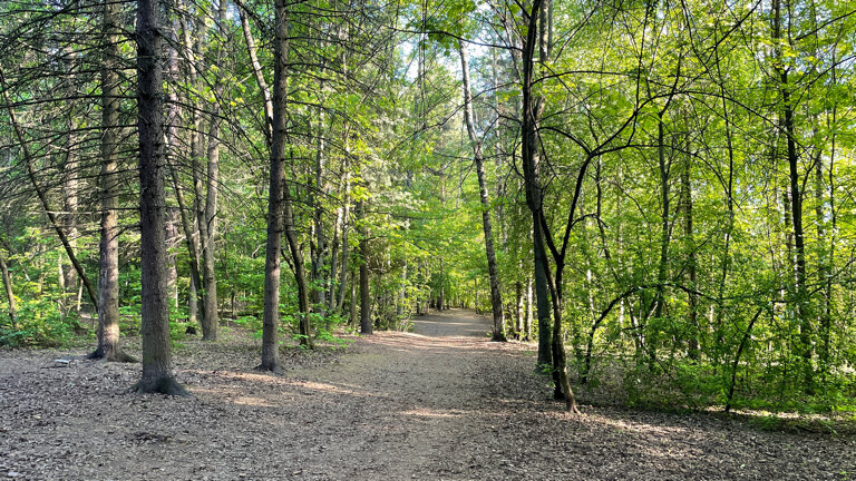 Park Дендропарк Вниилм, Pushkino, photo