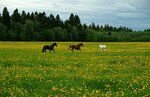 Конный двор Орион (derevnya Muratovo, 13В), horse riding