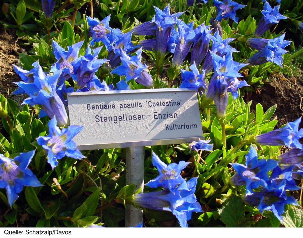 Фото Schatzalp Snow & Mountain Resort