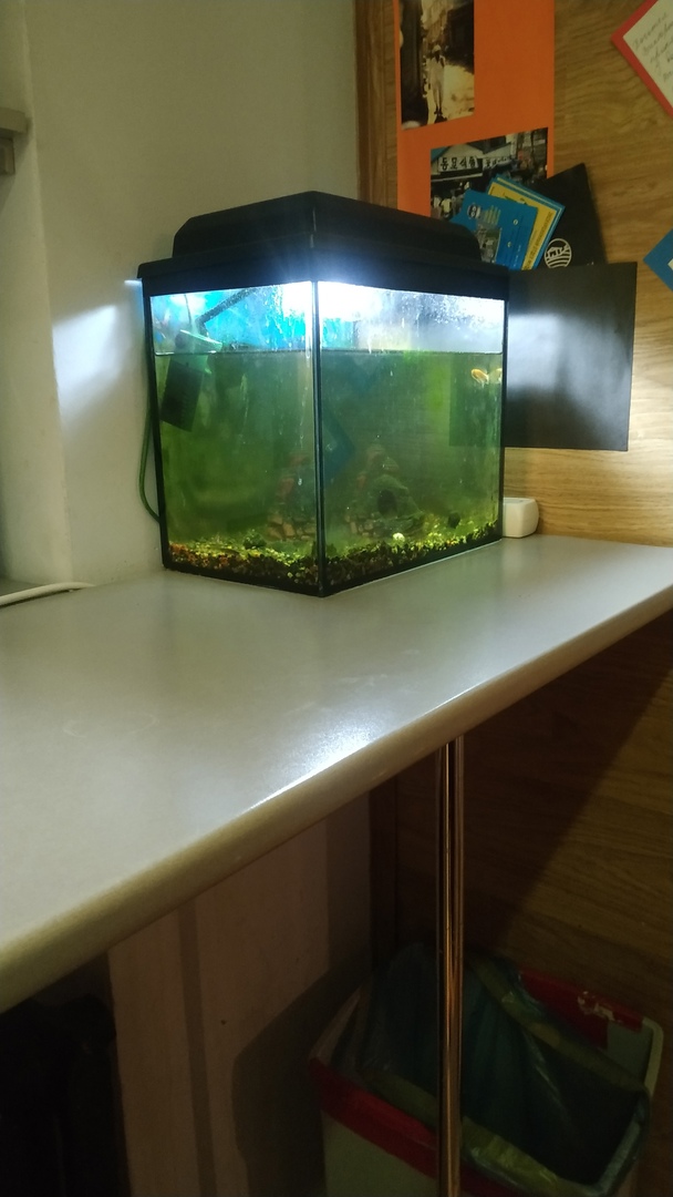 Фото Зеленый дом