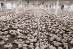 Мысковская птицефабрика (posyolok Trudarmeyskiy, Fabrichnaya ulitsa, 1), intensive animal farming