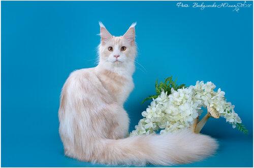 Evcil hayvan yetiştiricileri Pitomnik koshek porody Meyn Kun Krasa Kubani, Krasnodar, foto