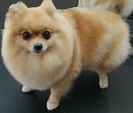 Alpha Groom (ulitsa Lyotchikov, 6), pet salon