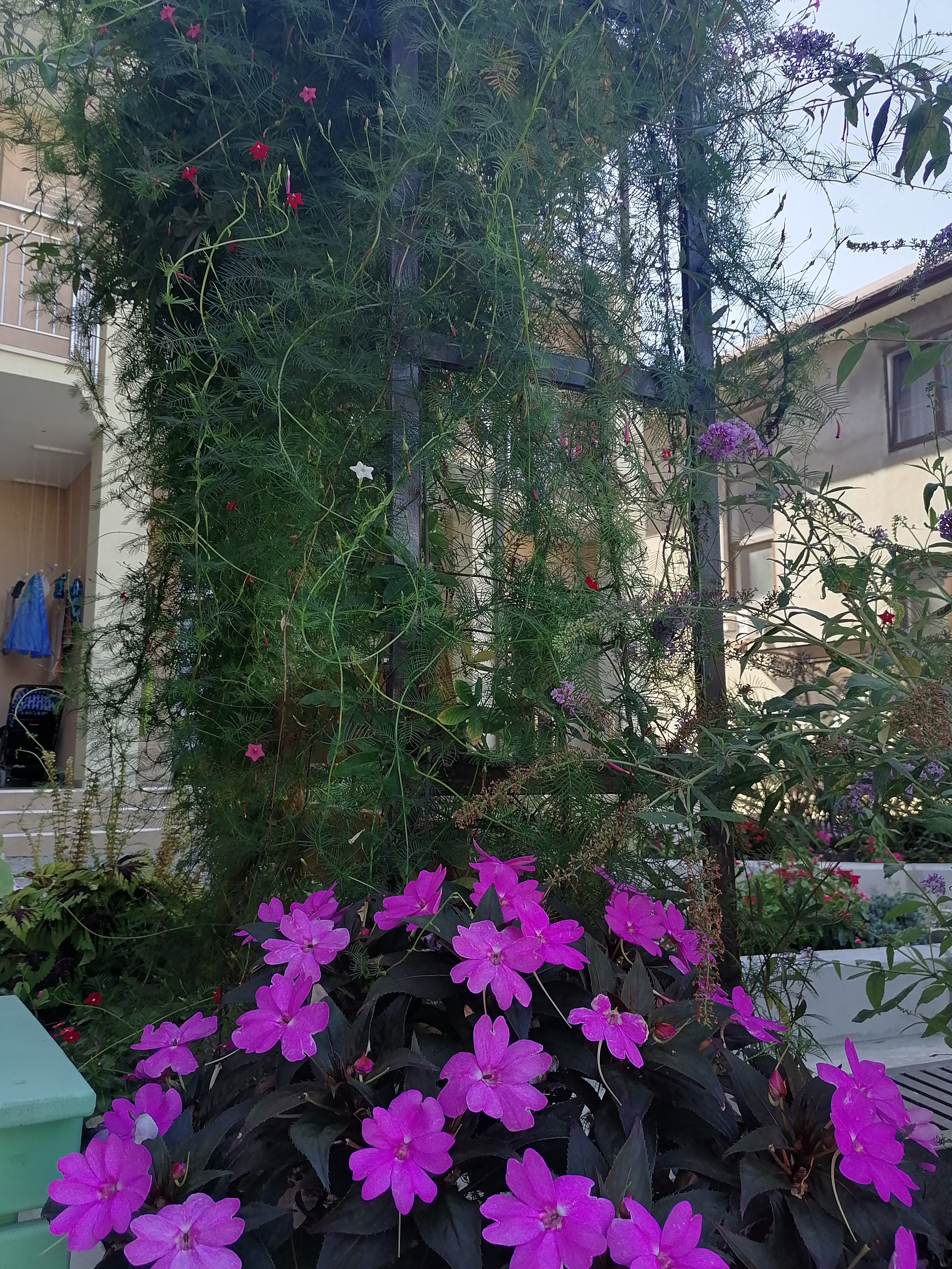 Фото Колибри