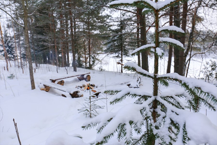 Фото Алавойне